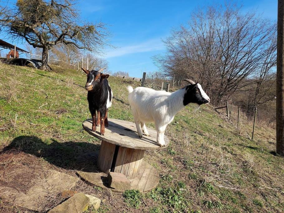 Appartamento Chez Rozenn Et Mewen Romanswiller Esterno foto